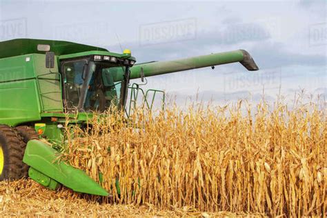 Combine Picking Corn During Corn Harvest Near Nerstrand Minnesota