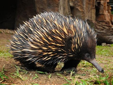 15 Best Known Unique Wild Animals Of Australia