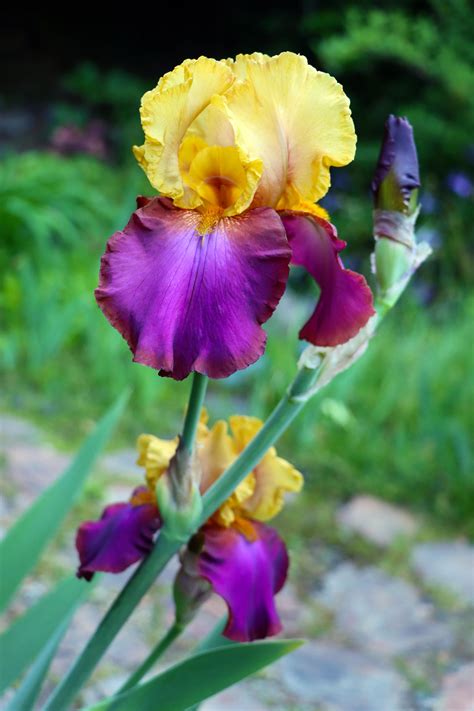 My Favorite Iris From My Moms Garden Rgardening