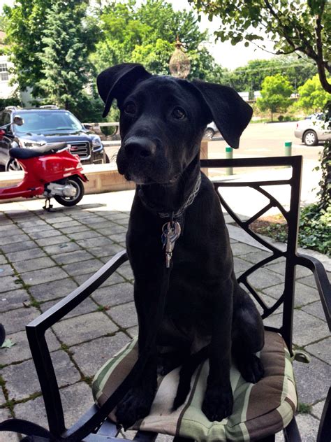 Labradane Puppy Duke 4 Months Old