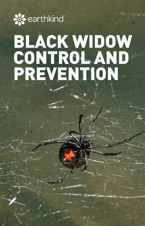 Black Widow Control And Prevention Around The Home Earthkind