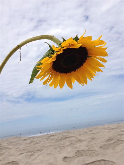 Beach Sunflower