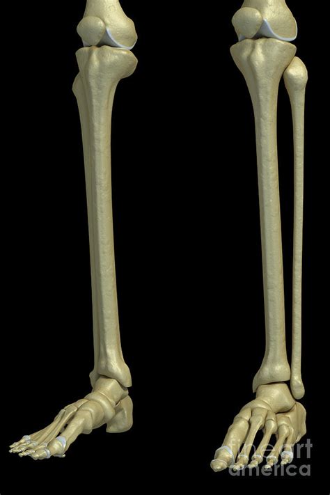 The Lower Leg Bones Photograph By Science Picture Co