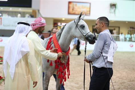 Sharjah Straight Egyptian Arabian Horse Show 2015 Dubai Arabian