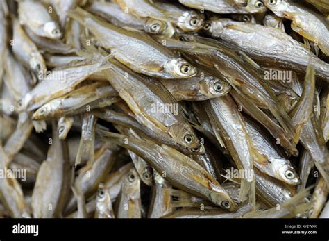 Small Dried Fish Hi Res Stock Photography And Images Alamy