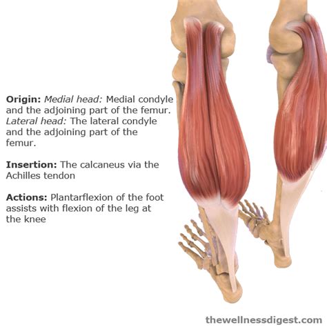 Gastrocnemius Muscle Knee And Foot Pain The Wellness Digest