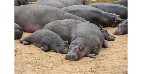 These Hippos Who Know Napping In Packs Is Better Than Napping Alone