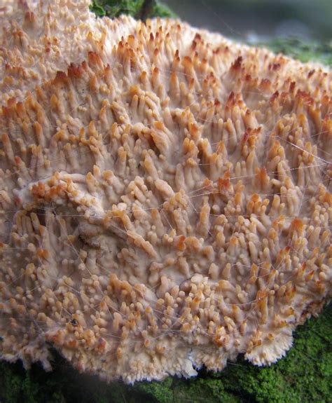 Toothed Crust Fungus Life And Opinions Life And Opinions