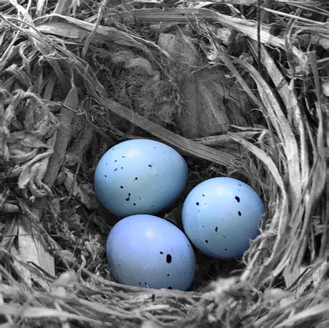 Wildlife Photography Of Three Blue Speckled Eggs In A Nest Wildlife
