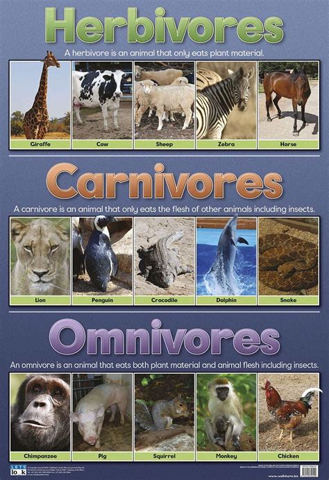 Many omnivores change their eating habits during their life cycle. Herbivores, Carnivores and Omnivores - Wall Chart - SmartLabs