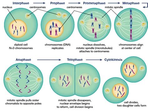 Stages Of Mitosis With Labels
