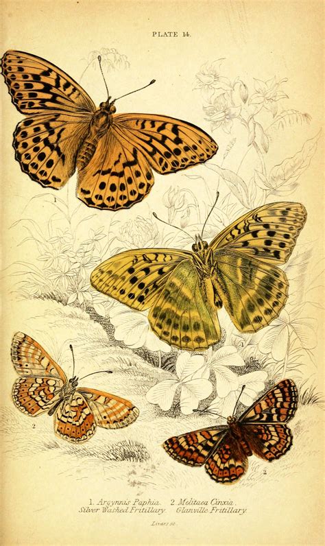 Vintage Engravings Vintage Butterfly Prints Natural History Of