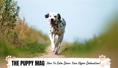 It is not always intuitive how to get a hyper puppy to calm down, most people tend to yell and push the puppy away. When Do Dalmatians Calm Down? (And How You Can Help!) - The Puppy Mag