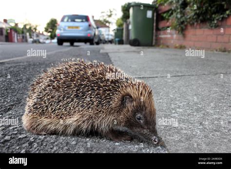 Hedgehog In A Uk Street Stock Photo Alamy