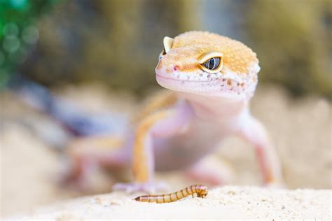 What Do Geckos Eat Ultimate Guide Petshoper