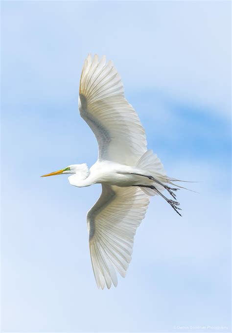 Great Egret 14 Dennis Goodman Photography And Printing