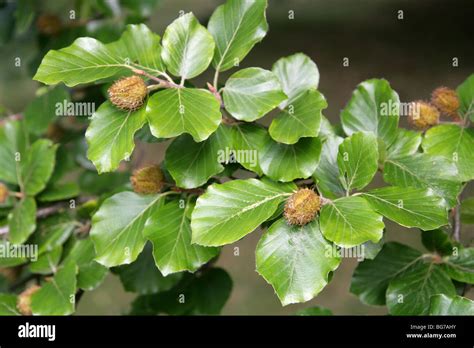 Beech Mast Fagus Sylvatica Fagaceae Stock Photo Alamy