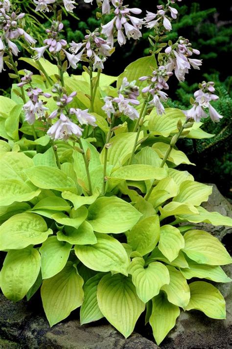 Buy August Moon Hosta Lily Plant Free Shipping 1 Gallon Pot For