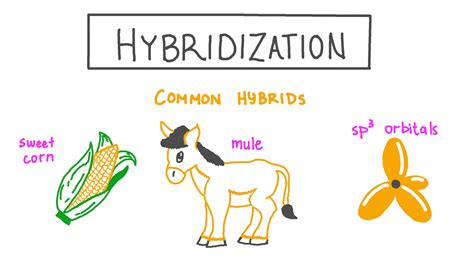 17 Extraordinary Facts About Hybridization