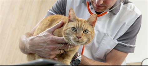 Treating Ketoacidosis In Cats For The Greater Column Photographs