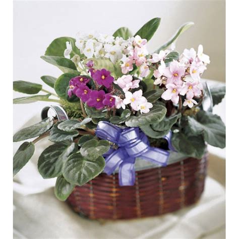African Violet Plants Ideal Indoor Plant Toronto Bulk Flowers