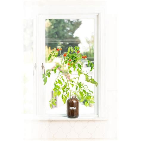 Windowsill Tomato Planter Self Watering Complete Mason Jar Grow Kit