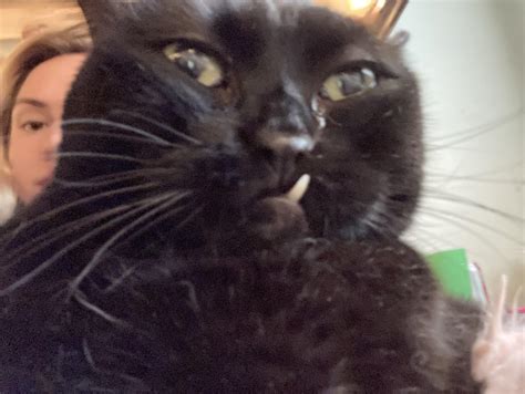 My Sisters Black Cat Has A Flat Face And A Big Tooth Hes Also A