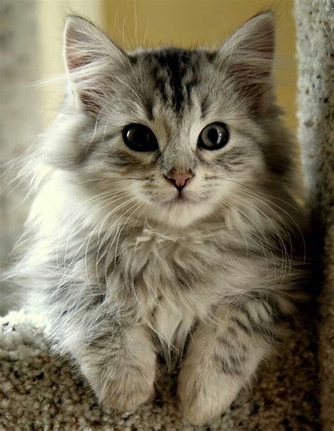 Siberian Kitten Cute Kittens Cute Cats And Dogs Cool Cats Cats And