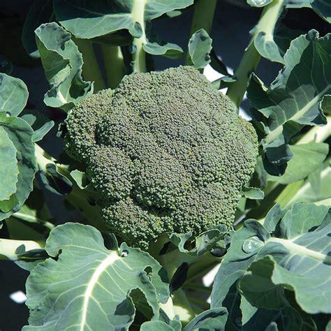 Organic Broccoli Bonnie Plants
