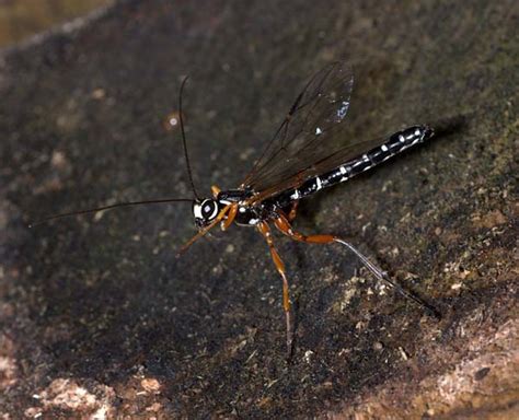 Giant Ichneumon Wasp Rhyssa Persuasoria Insect