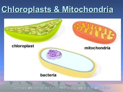 We did not find results for: Chloroplast and mitochondria