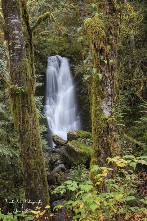 Merriman Falls Quinault Rainforest Olympic National Park Flickr