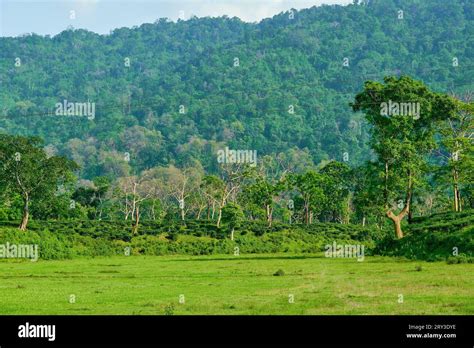 Assam tea garden hi-res stock photography and images - Alamy