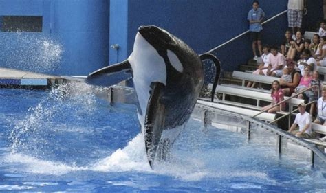 Seaworld San Diego Ends Killer Whale Show Days After Tilikum Dies