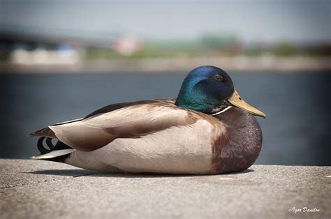 Sleepy Duck Mallard Male Igor Danilov Flickr