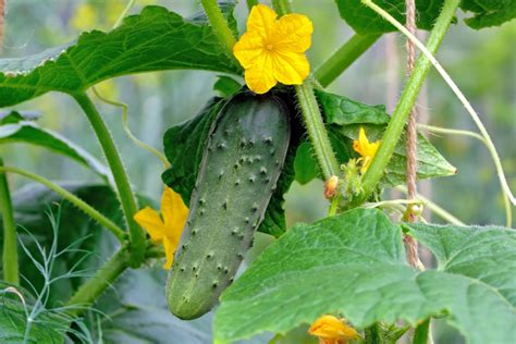 How To Grow Cucumber Plants Like Crazy The 3 Simple Keys To Success