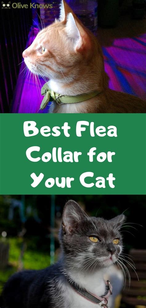Best Flea Collar For Your Cat Oliveknows