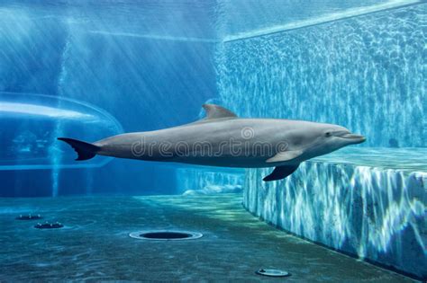 Aquarium Dolphin Underwater Looking At You Stock Photo Image Of