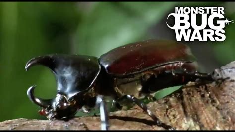 Brutal Beetle Battles Monster Bug Wars Youtube