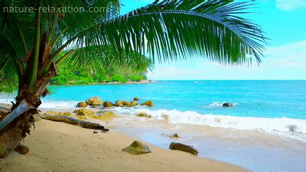 How to create your own background image for zoom. Beach Virtual Background For Zoom Gif - Https Encrypted Tbn0 Gstatic Com Images Q Tbn ...