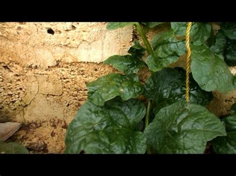 Spinach (palak) can be grown at home from se. How to grow spinach from cuttings / Growing Malabar ...