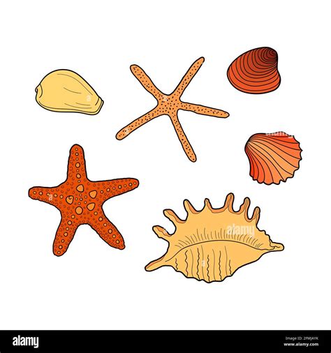 Seashells Set Collection Of Sea Shells Different Forms Hand Drawn
