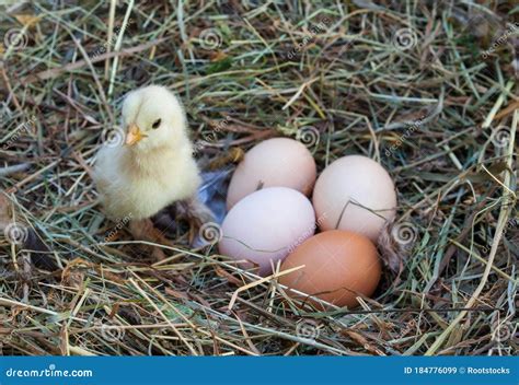 Baby Chicken And Hen S Eggs In The Hay Nest Stock Image Image Of