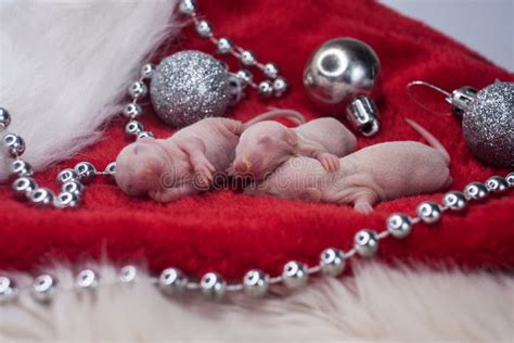Las Ratas Beb S Son Reci N Nacidos Sobre El Sombrero Rojo Santa S Mbolo