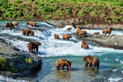 A Lot Of Bears Photograph By Ian Stotesbury
