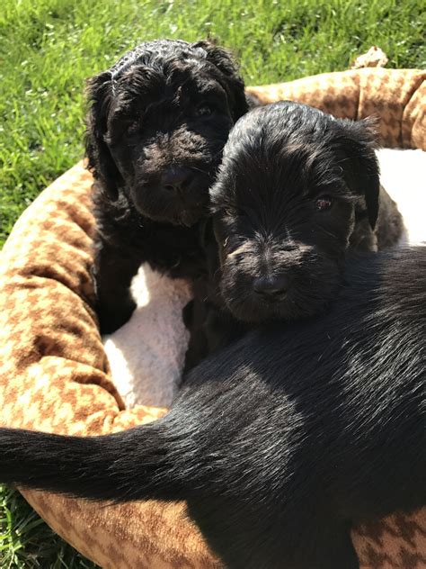 Buy and sell labradoodles puppies & dogs uk with freeads classifieds. Labradoodle Puppies For Sale | Armada, MI #249064