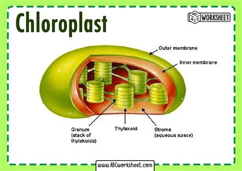 Chloroplast Structure Abc Worksheet