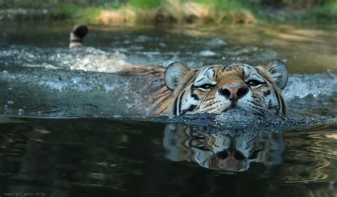 Wallpaper Water Reflection Tiger Wildlife Big Cats Zoo Whiskers