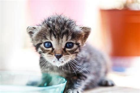 Free Stock Photo Of Baby Cat Kitten