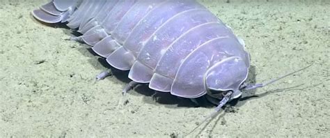 Giant Isopod Captured Swimming Deep In The Gulf Of Mexico Reef